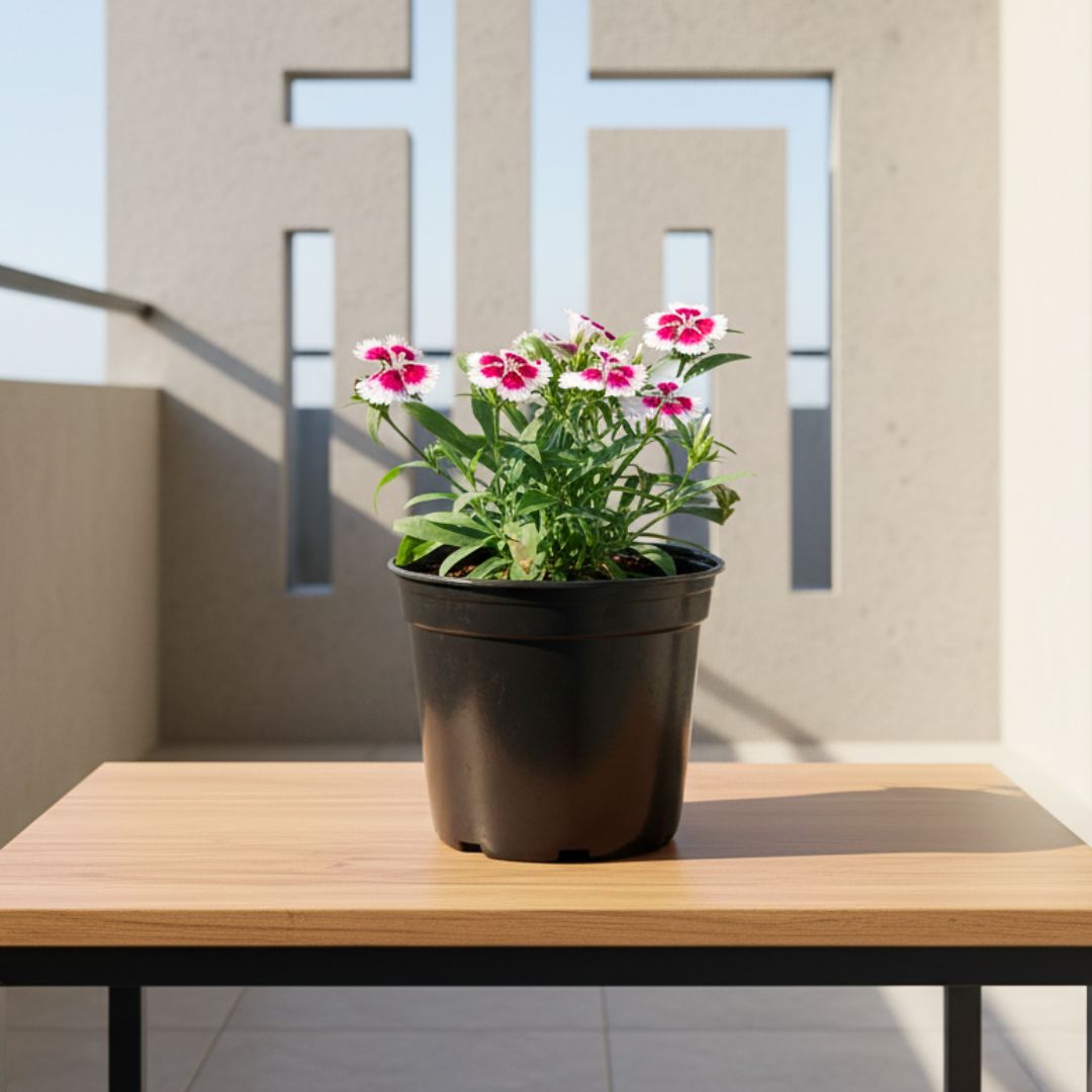 Dianthus White Pink in 6 Inch Nursery Pot