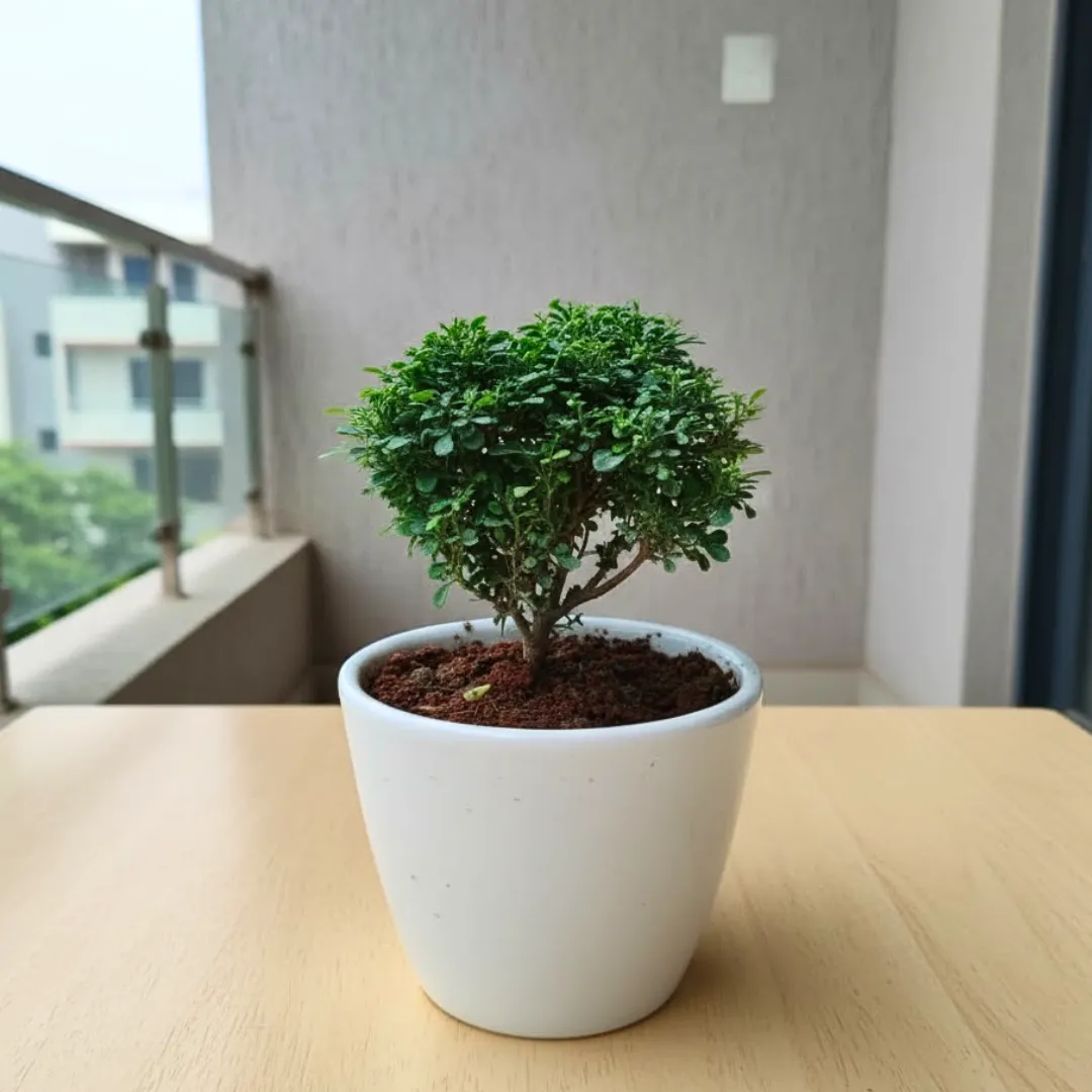 Madhu kamini in 4 Inch Classy White Cup Ceramic Pot