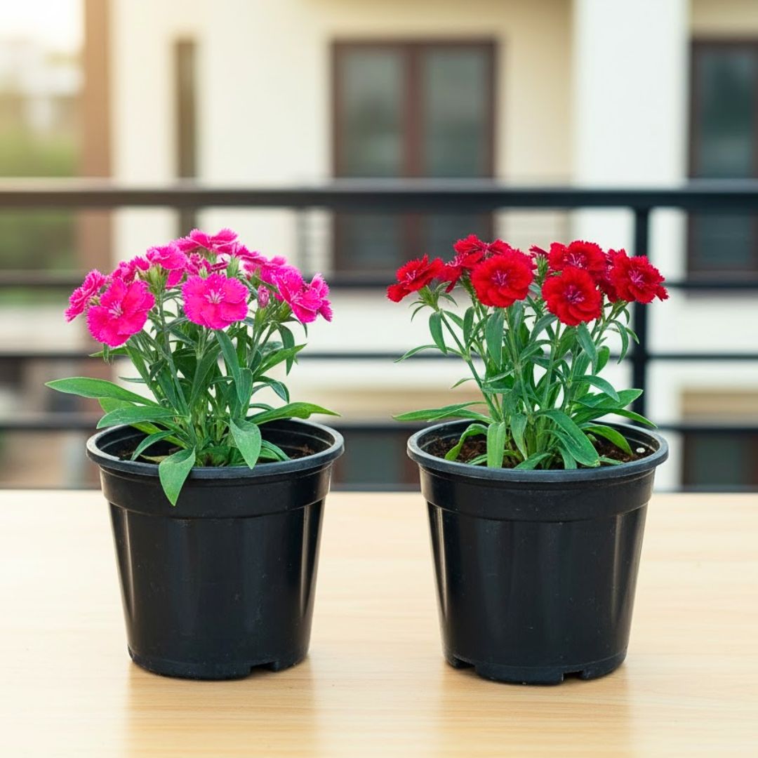 Set of 2 - Dianthus (Pink & Red) in 6 Inch Nursery Pot