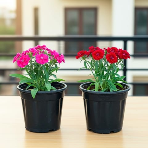 Set of 2 - Dianthus (Pink & Red) in 6 Inch Nursery Pot