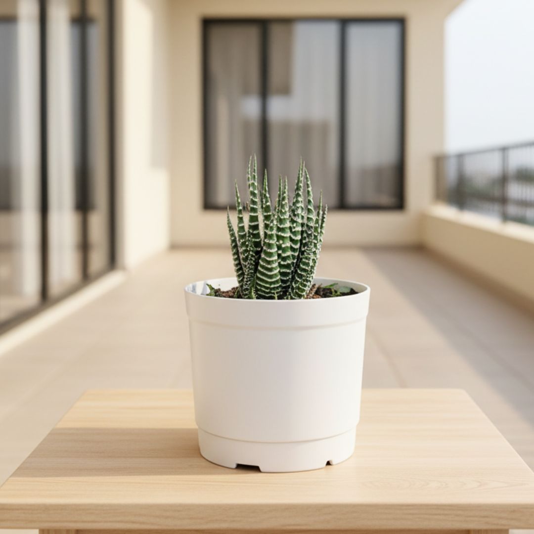 Haworthia Zebra Succulent in 3 Inch Nursery Pot
