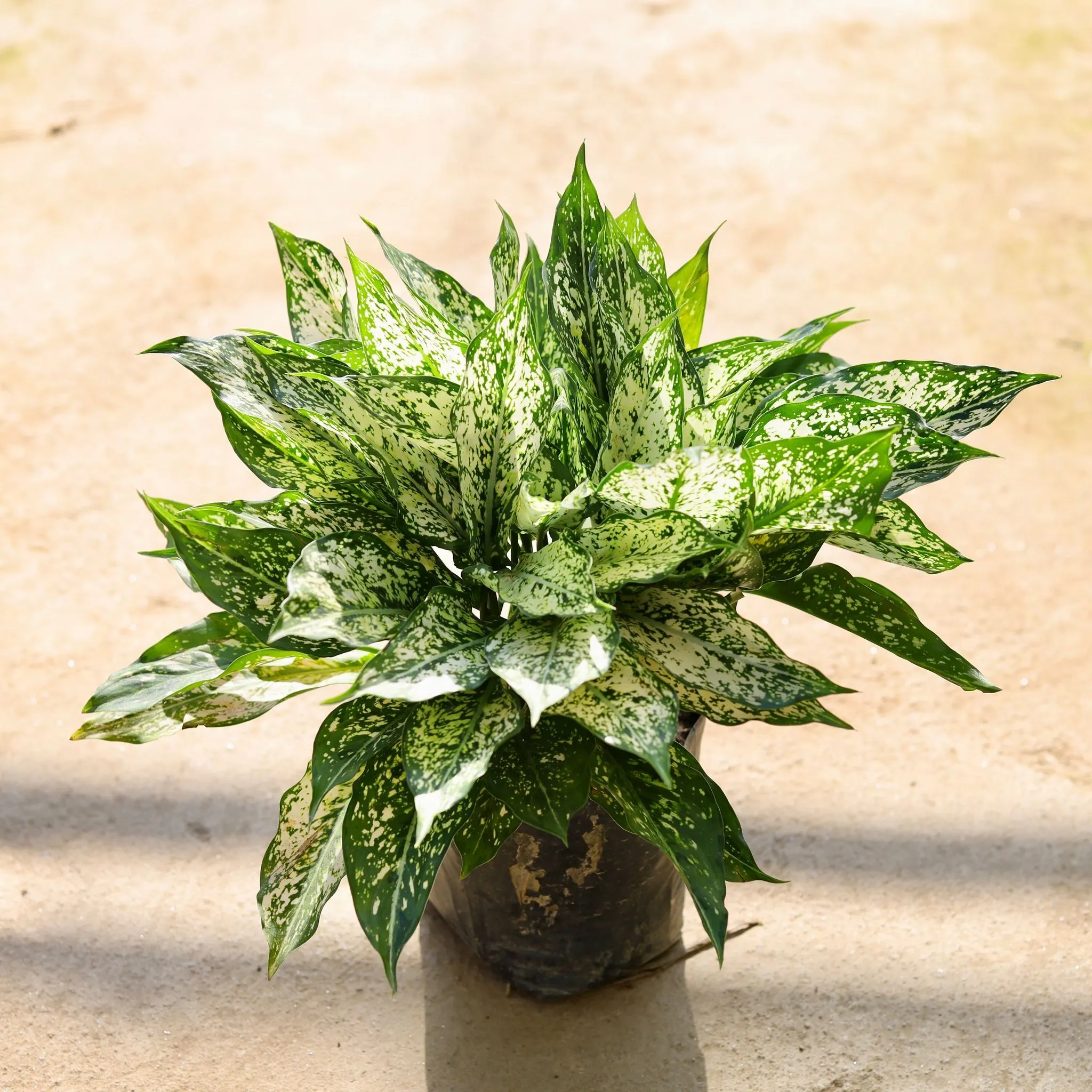 Aglaonema Snow White Bushy in 8 Inch Nursery Bag