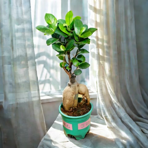 Ficus Bonsai in 3 Inch Nursery Pot