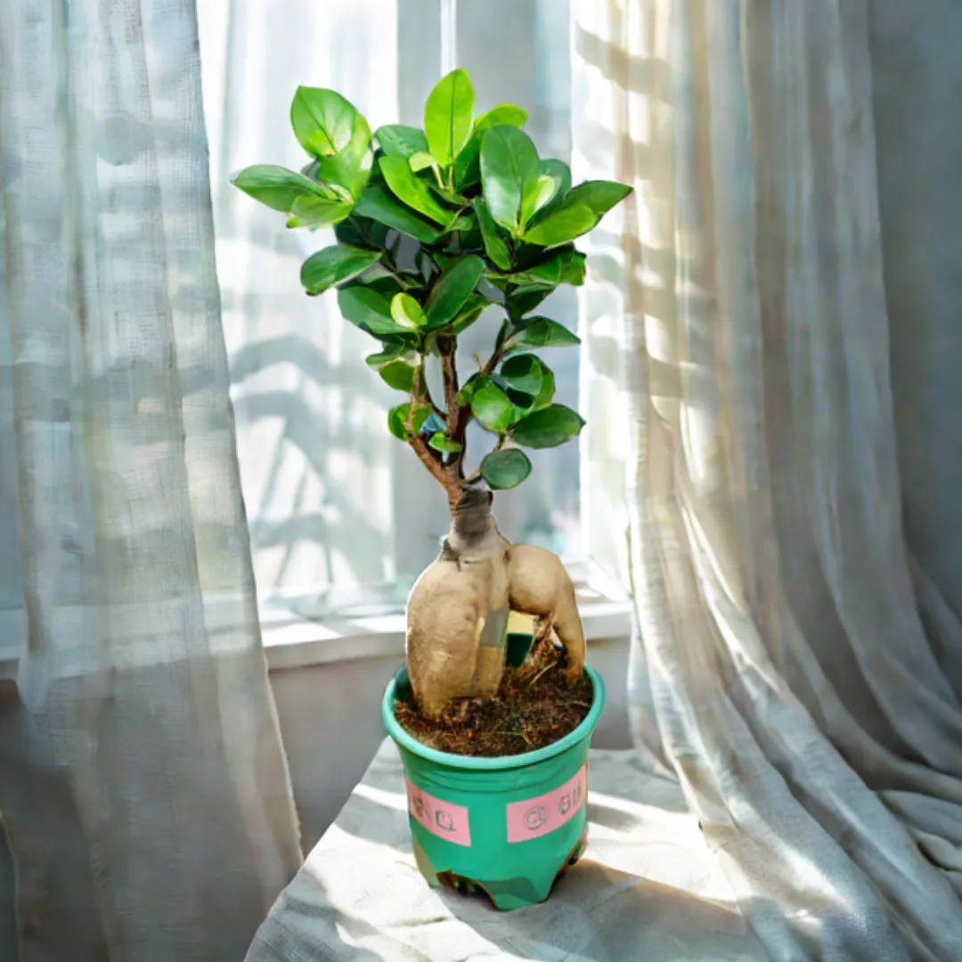 Ficus Bonsai in 3 Inch Nursery Pot