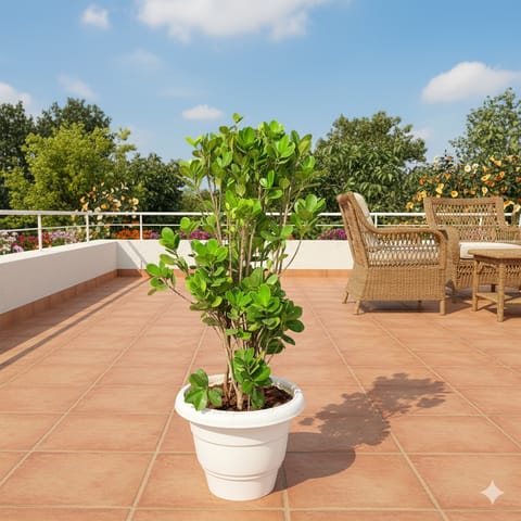 Moclaim Ficus Bushy (~ 2 Ft) in 12 Inch Classy White Classy Plastic Pot