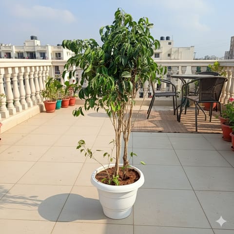 Ficus Black Pune in 12 Inch Classy White Classy Plastic Pot
