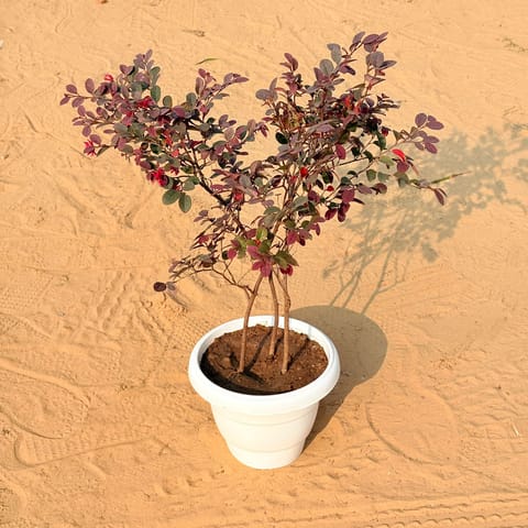 Loropetlum Pune in 8 Inch Classy White Classy Plastic Pot