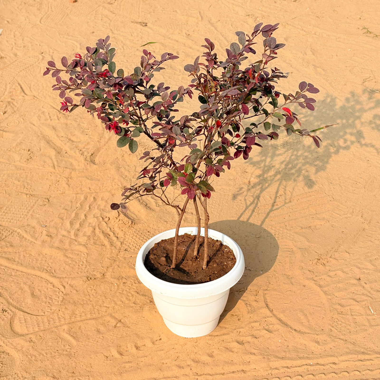 Loropetlum Pune in 8 Inch Classy White Classy Plastic Pot