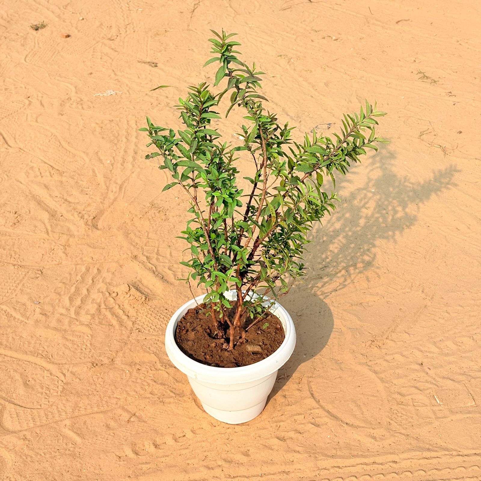 Amrood / Guava Dwarf in 8 Inch White Classy Plastic Pot