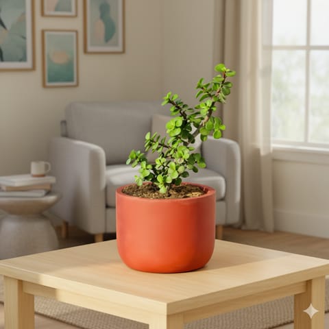 Gift Ready - Jade in 4 inch Aaroh Maati Pot - Modern Curved Handcrafted Appeal - with Gift Bag