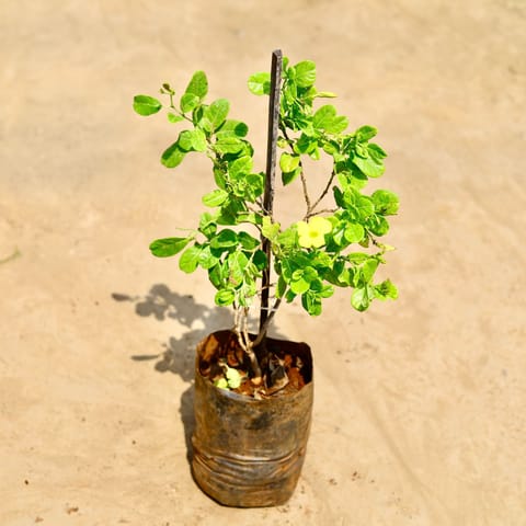 Allamanda Yellow Creeper in 6 Inch Nursery Bag