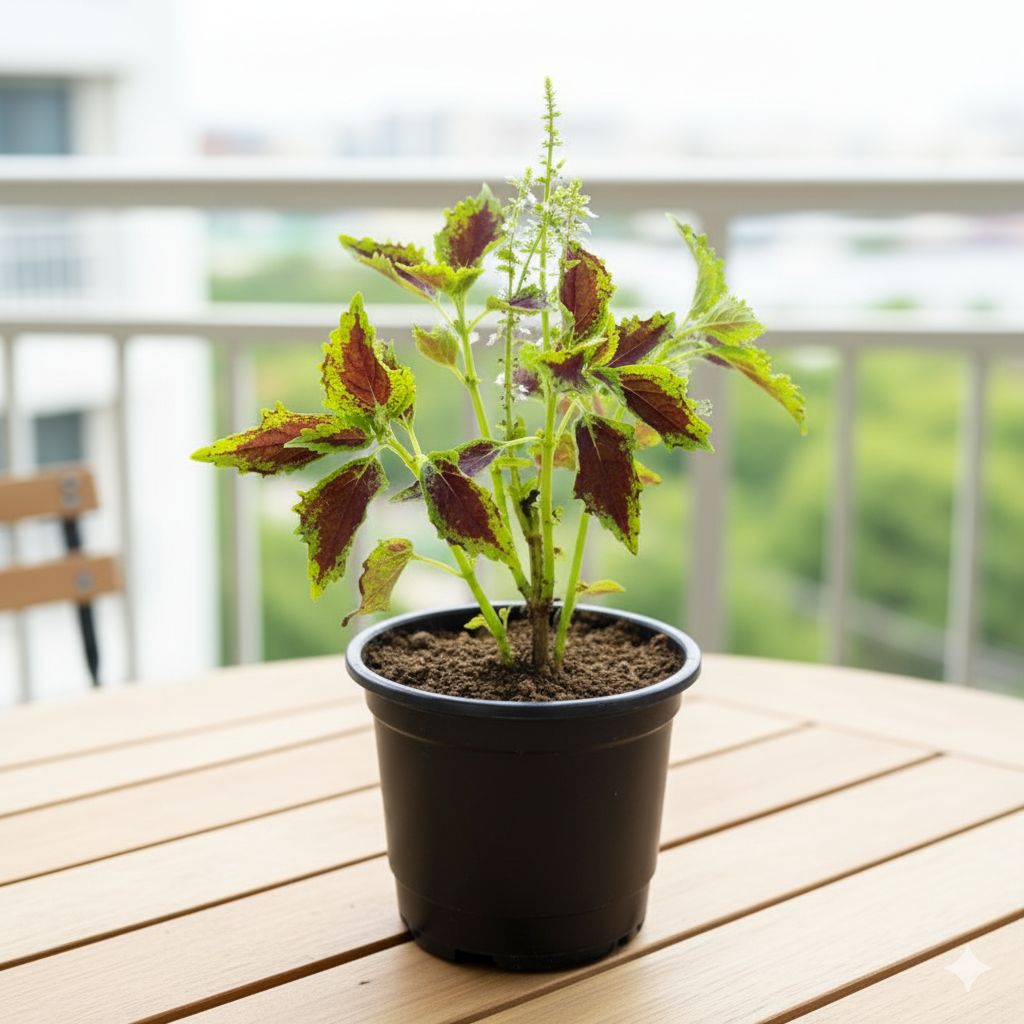 Coleus (Any Colour) in 6 Inch Nursery Pot