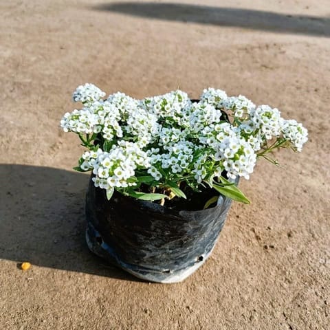 Alyssum White in 4 Inch Nursery Bag