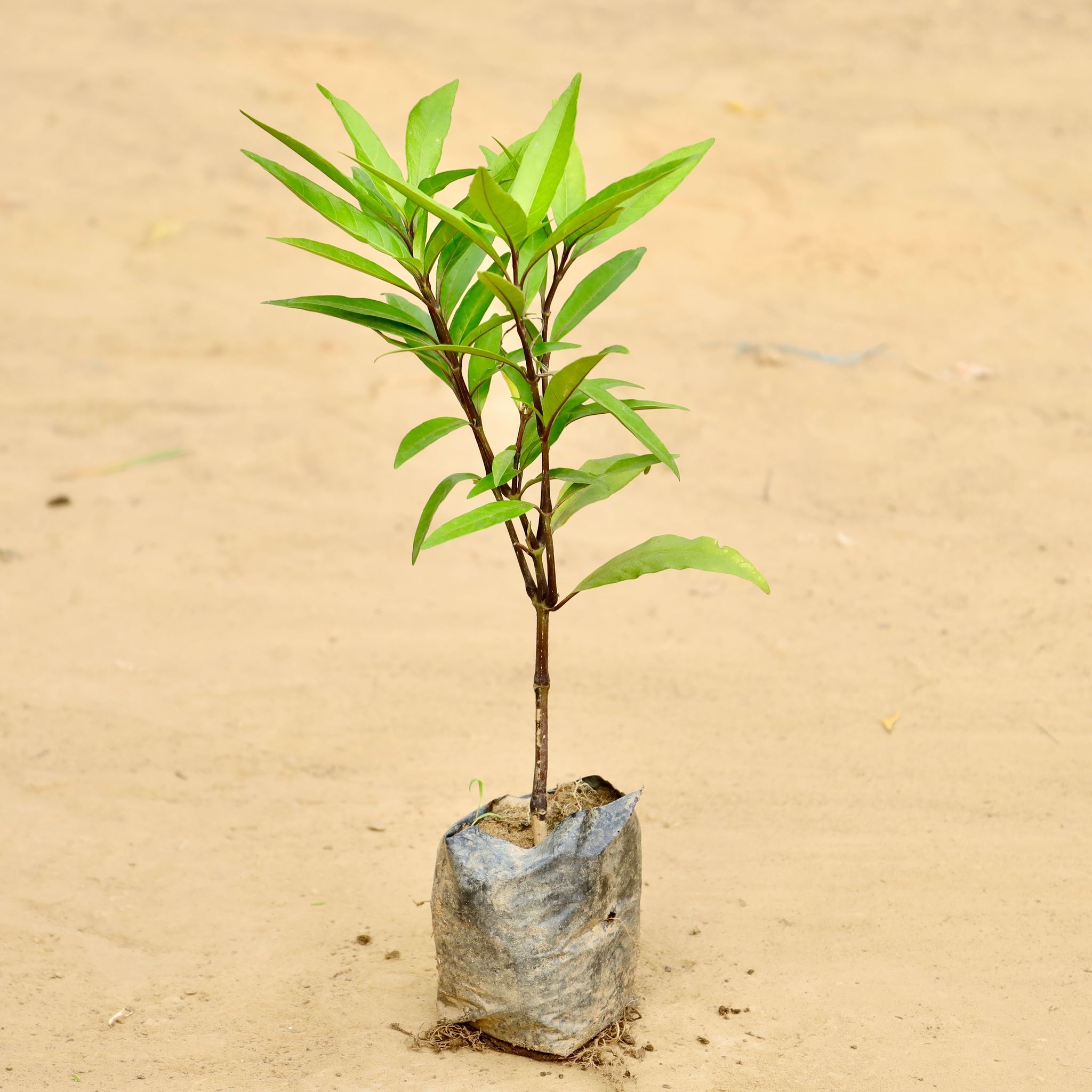 Sukh Shanti in 3 Inch Nursery Bag