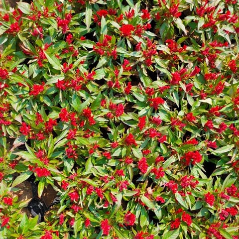 Set of 10 - Celosia Red in 3 Inch Nursery Bag