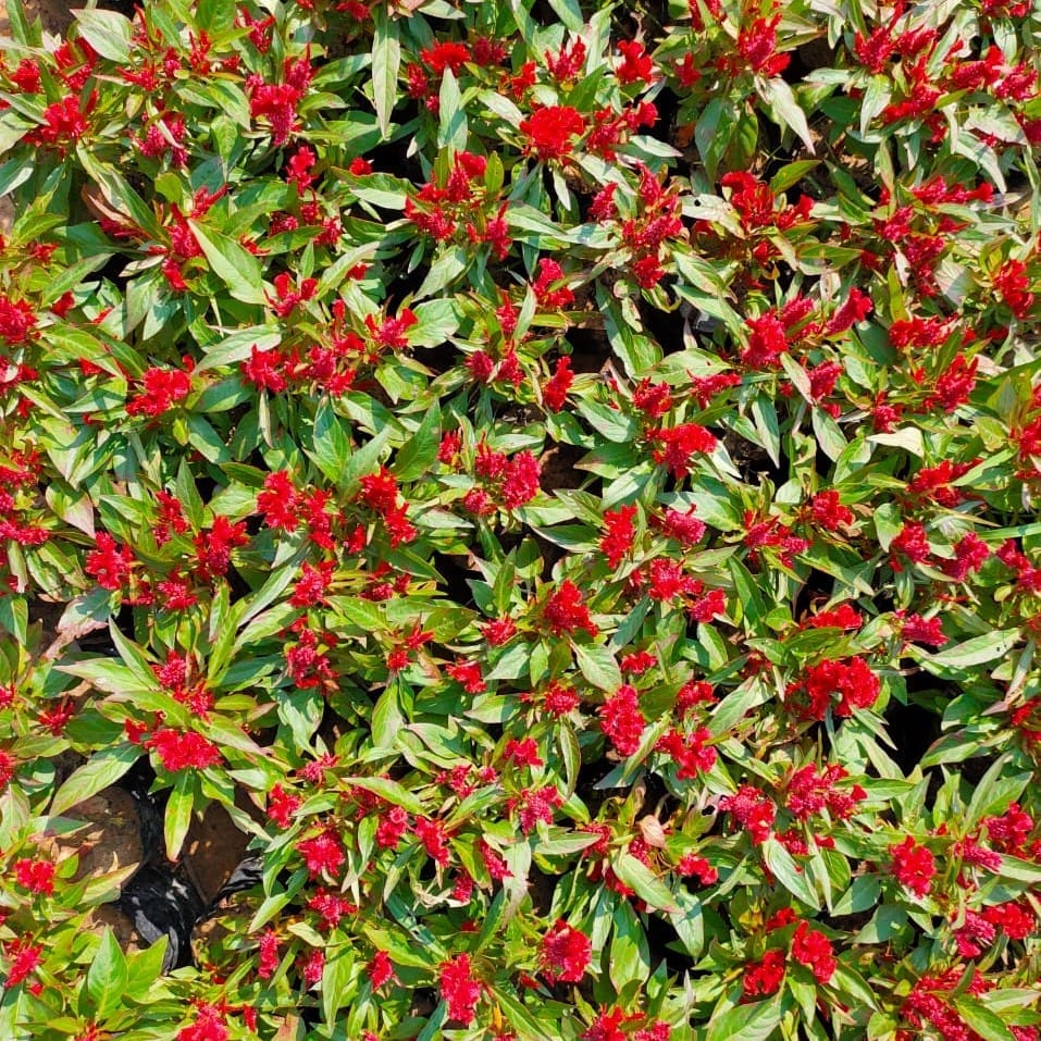 Set of 10 - Celosia Red in 3 Inch Nursery Bag