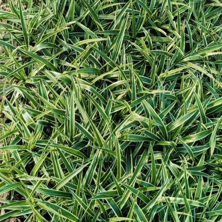Set of 40 - Spider Plants in 4 Inch Nursery bag