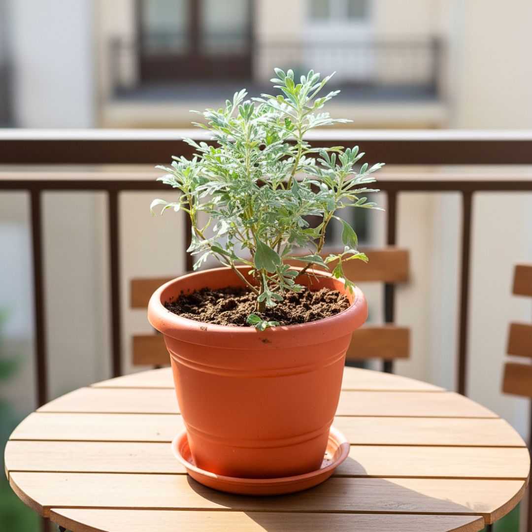 Lavender in 7 Inch Classy Red Plastic Pot with Tray