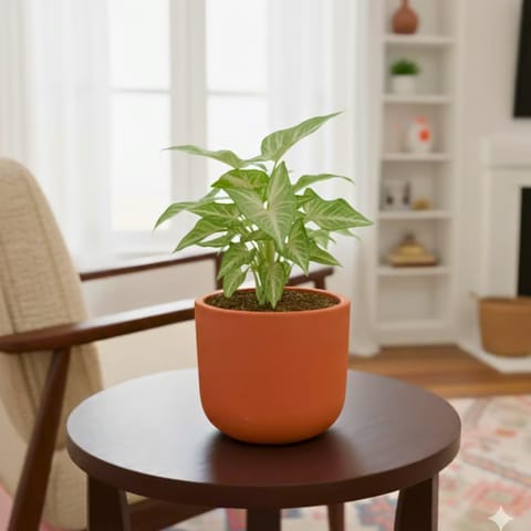 Gift Ready - Syngonium Green Arrowhead in 4 inch Aaroh Maati Pot - Modern Curved Handcrafted Appeal - with Gift Bag