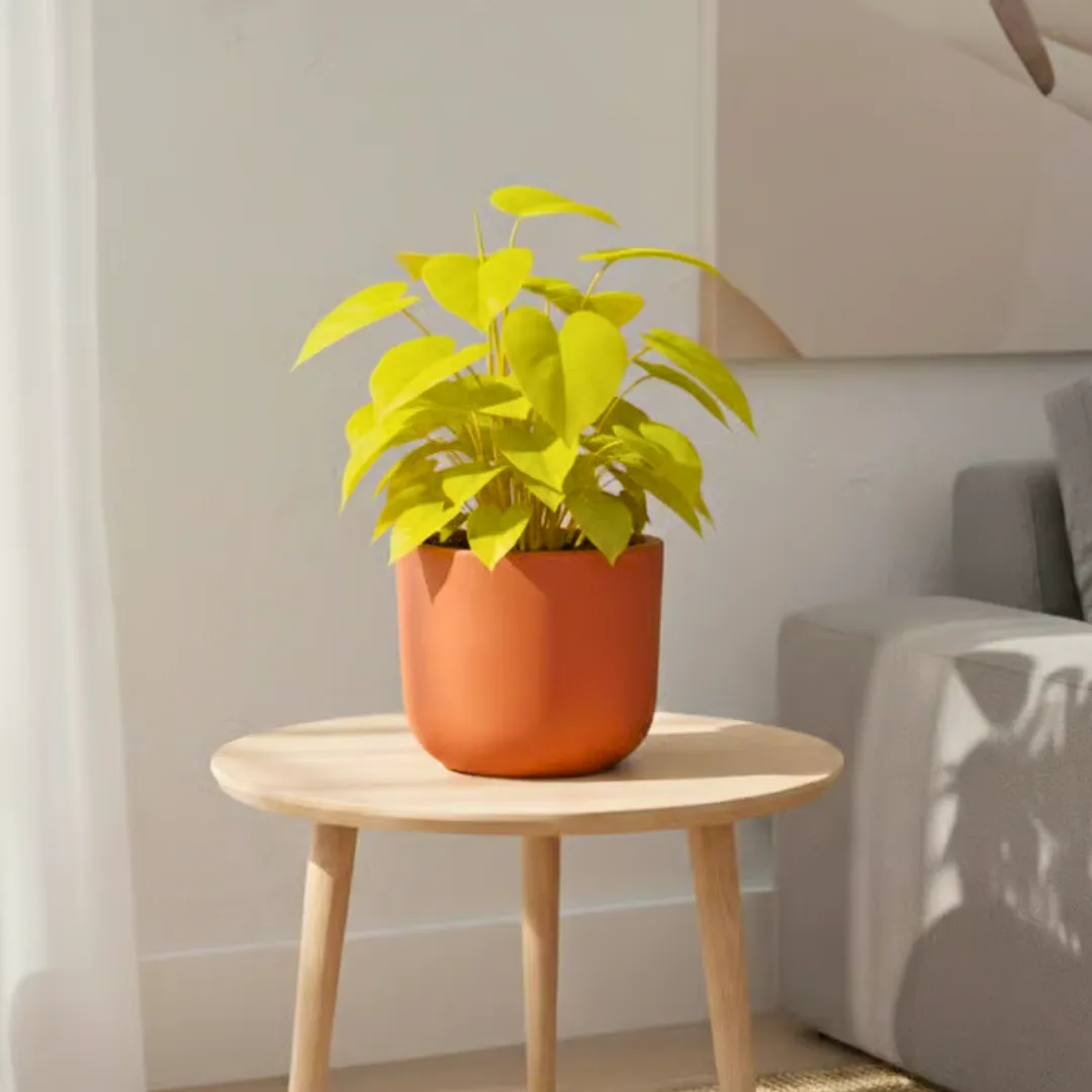 Oxycardium Golden in 4 inch Aaroh Maati Pot - Modern Curved Handcrafted Appeal