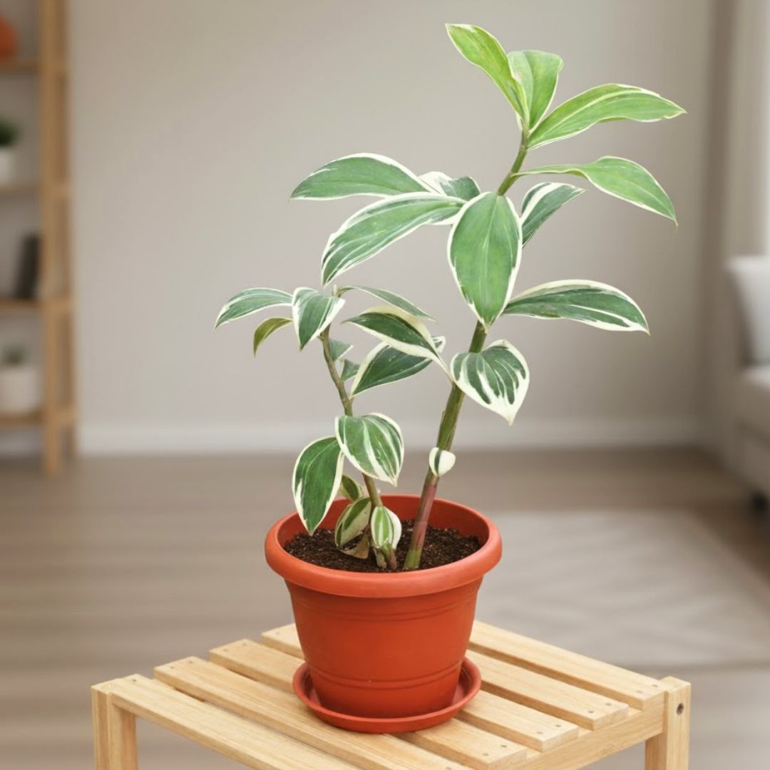 Costus Arabicus Variegated in 7 Inch Terracotta Red Classy Plastic Pot