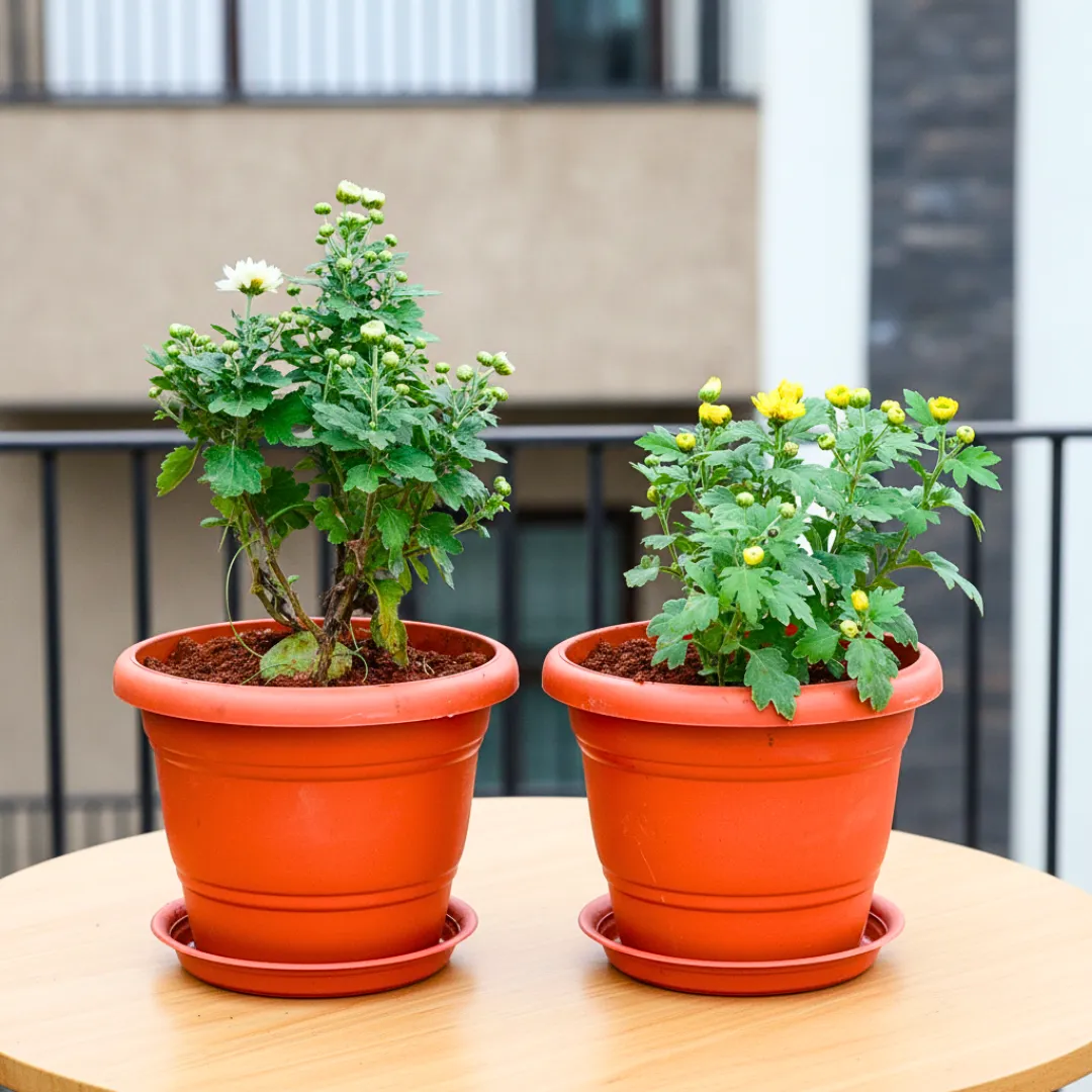 Set of 2 - Chrysanthemum (White & Yellow) in 7 Inch Classy Red Plastic Pot with Tray
