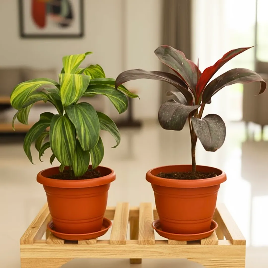 Set of 2 - Dracaena Cordyline (Red & Green) in 5 Inch Classy Red Plastic Pot with Tray