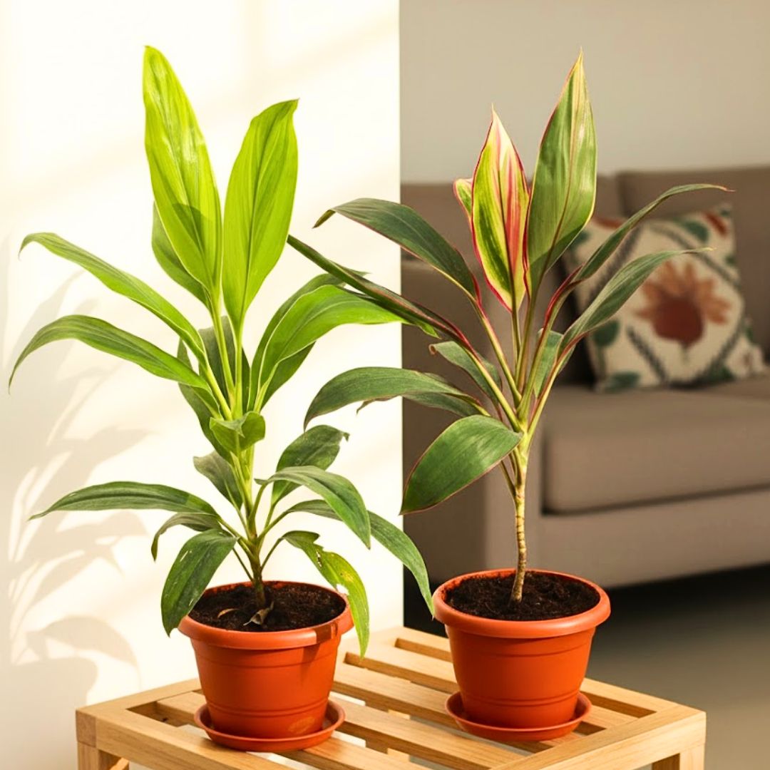 Set of 2 - Dracaena Pink & Green in 7 Inch Classy Red Plastic Pot with Tray