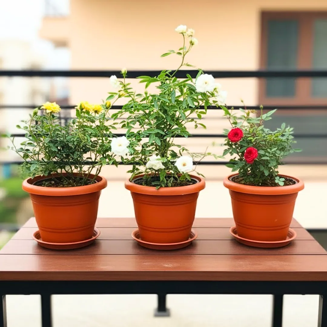 Set of 3 - Rose (Yellow, White & Red) in 7 Inch Classy Red Plastic Pot