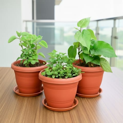 Set of 3 - Mint / Pudina, Ajwain / Carom Seed & Paan / Betel Leaf Plant in 8 Inch Classy Red Plastic Pot with Tray