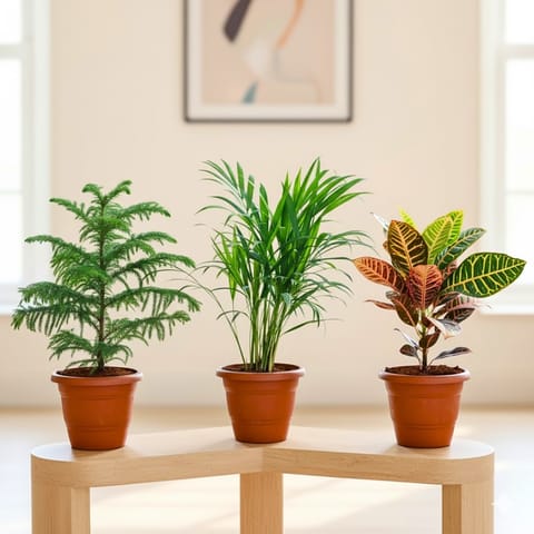 Set of 3 - Areca Palm, Araucaria / Christmas Tree & Croton Petra in 7 Inch Classy Red Plastic Pot