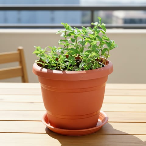 Mint / Pudina in 8 Inch Classy Red Plastic Pot with Tray