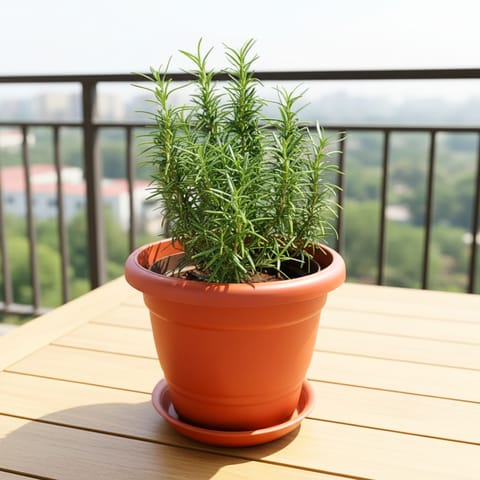 Rosemary Bushy in 7 Inch Classy Red Plastic Pot with Tray