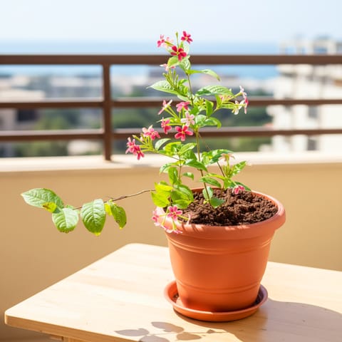 Madhu Malti / Rangoon Creeper Pink & White in 7 Inch Classy Red Plastic Pot with Tray