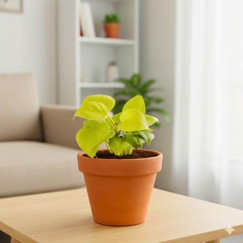 Gift Ready - Oxycardium Golden in 3 inch Dhara Maati Pot - Natural Clay Classic Look - comes in a beautiful gifting bag