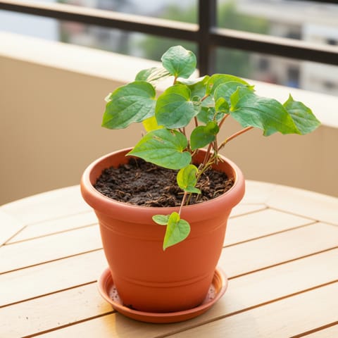 Desi Paan / Betel Leaf in 7 Inch Classy Red Plastic Pot with Tray