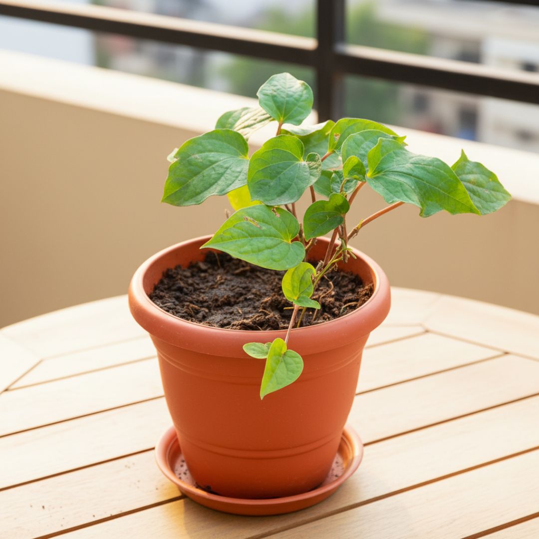 Desi Paan / Betel Leaf in 7 Inch Classy Red Plastic Pot with Tray