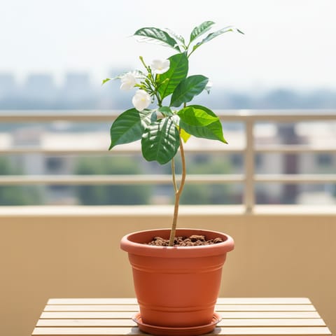 Arabian Jasmine in 7 Inch Live Plant Classy Red Plastic Pot with Tray