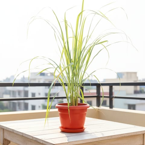 Lemon Grass in 7 Inch Classy Red Plastic Pot with Tray