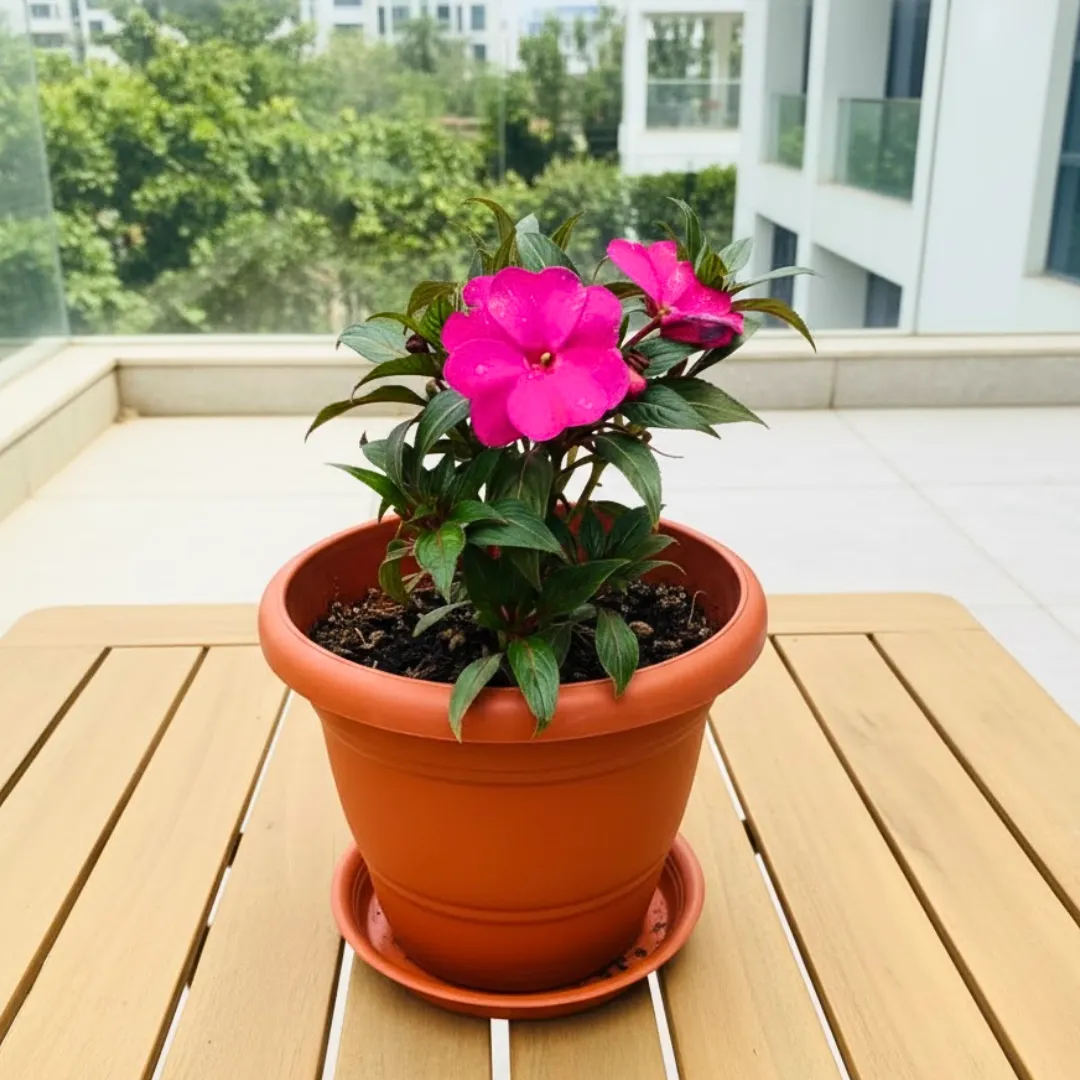 Impatiens Balsamina Pink in 7 Inch Red Classy Plastic Pot with Tray