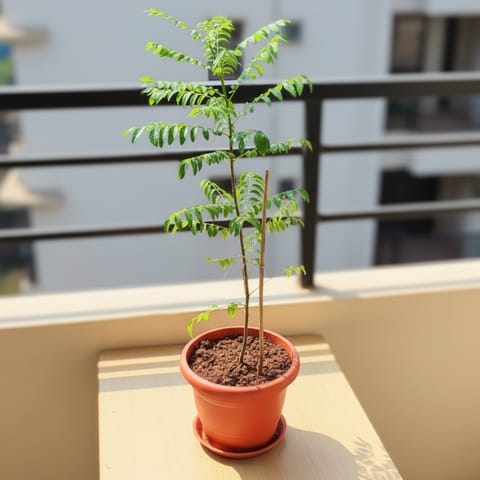 Curry Patta in 7 Inch Classy Red Plastic Pot with Tray
