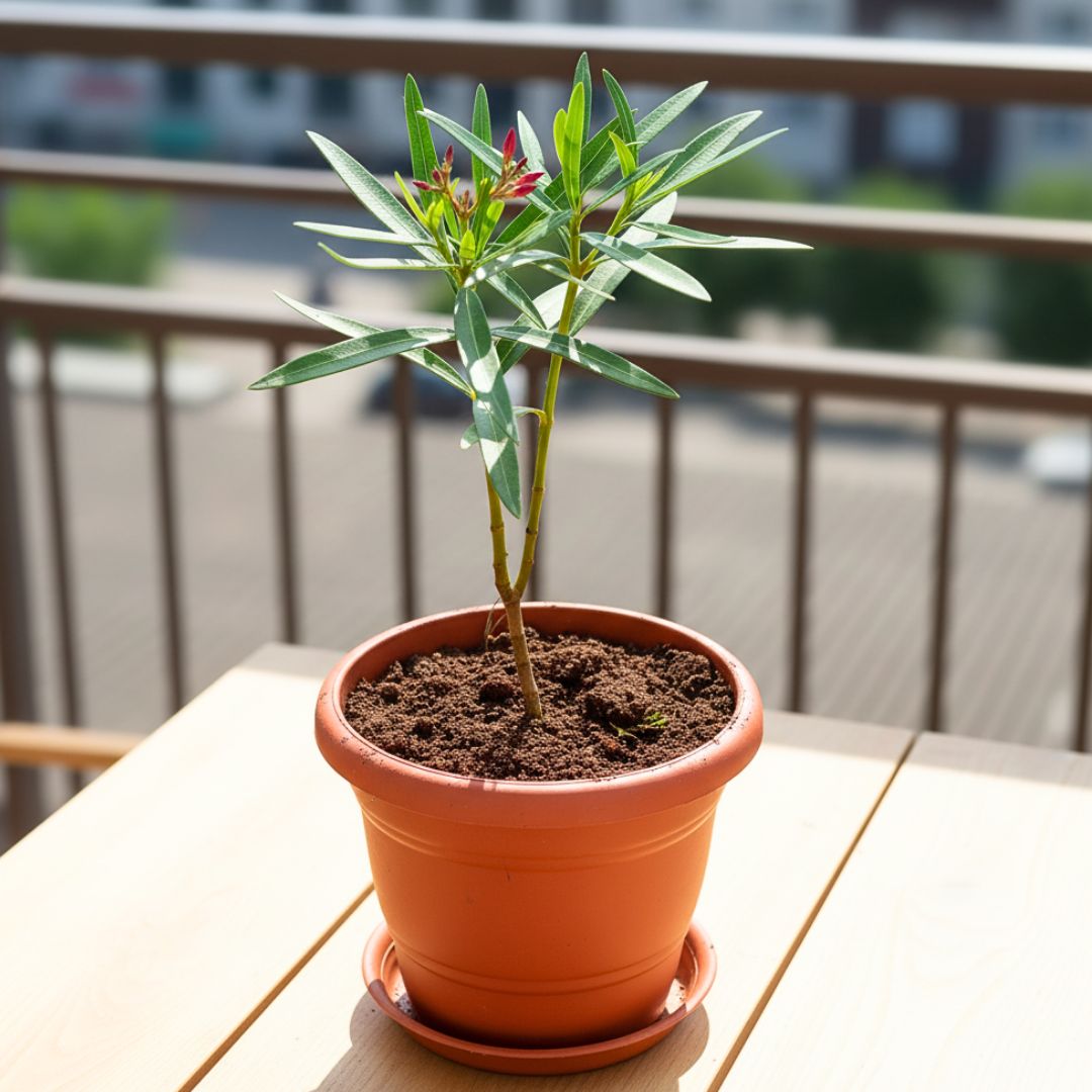 Oleander / Kaner (any colour) in 7 Inch Classy Red Plastic Pot with Tray