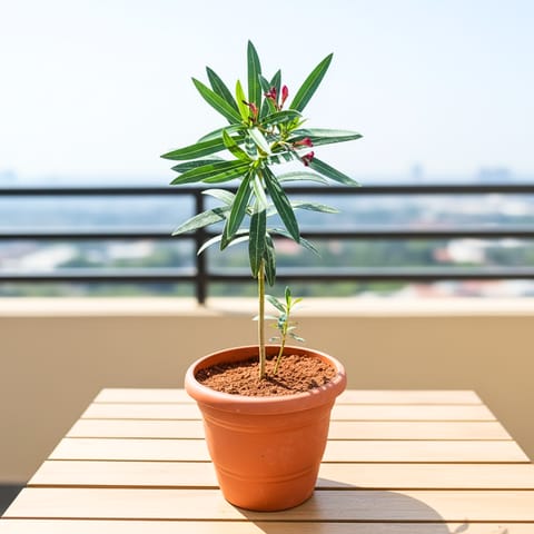 Kaner / Oleander pink in 7 Inch Live Plant Classy Red Plastic Pot