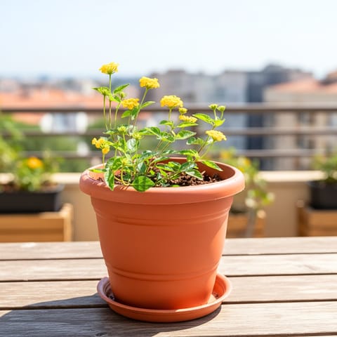 Lantana Yellow in 7 Inch Classy Red Plastic Pot with Tray