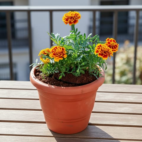 Marigold / Genda Jafri (any colour) in 7 Inch Live Plant Classy Red Plastic Pot
