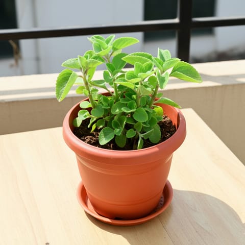 Ajwain / Carom Seed Plant in 8 Inch Classy Red Plastic Pot with Tray
