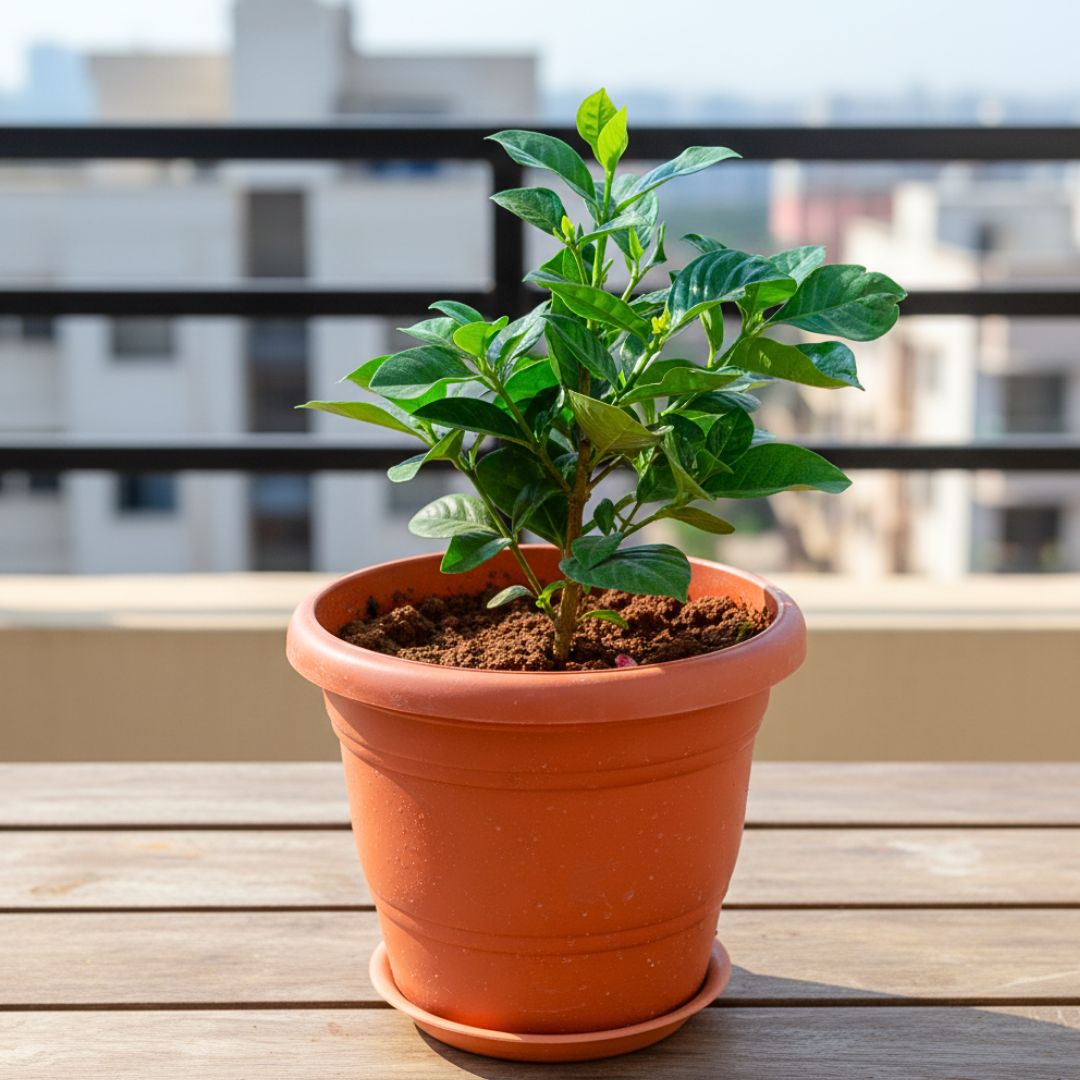 Gardenia / Gandhraaj (Any Colour) in 7 Inch Terracotta Red Classy Plastic Pot With Tray