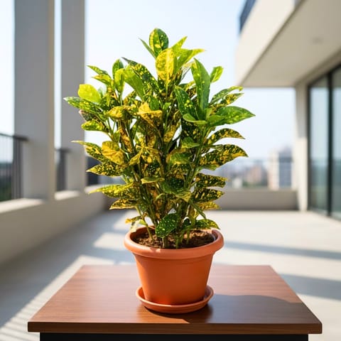 Baby Croton Gold Star in 7 Inch Classy Red Plastic Pot with Tray