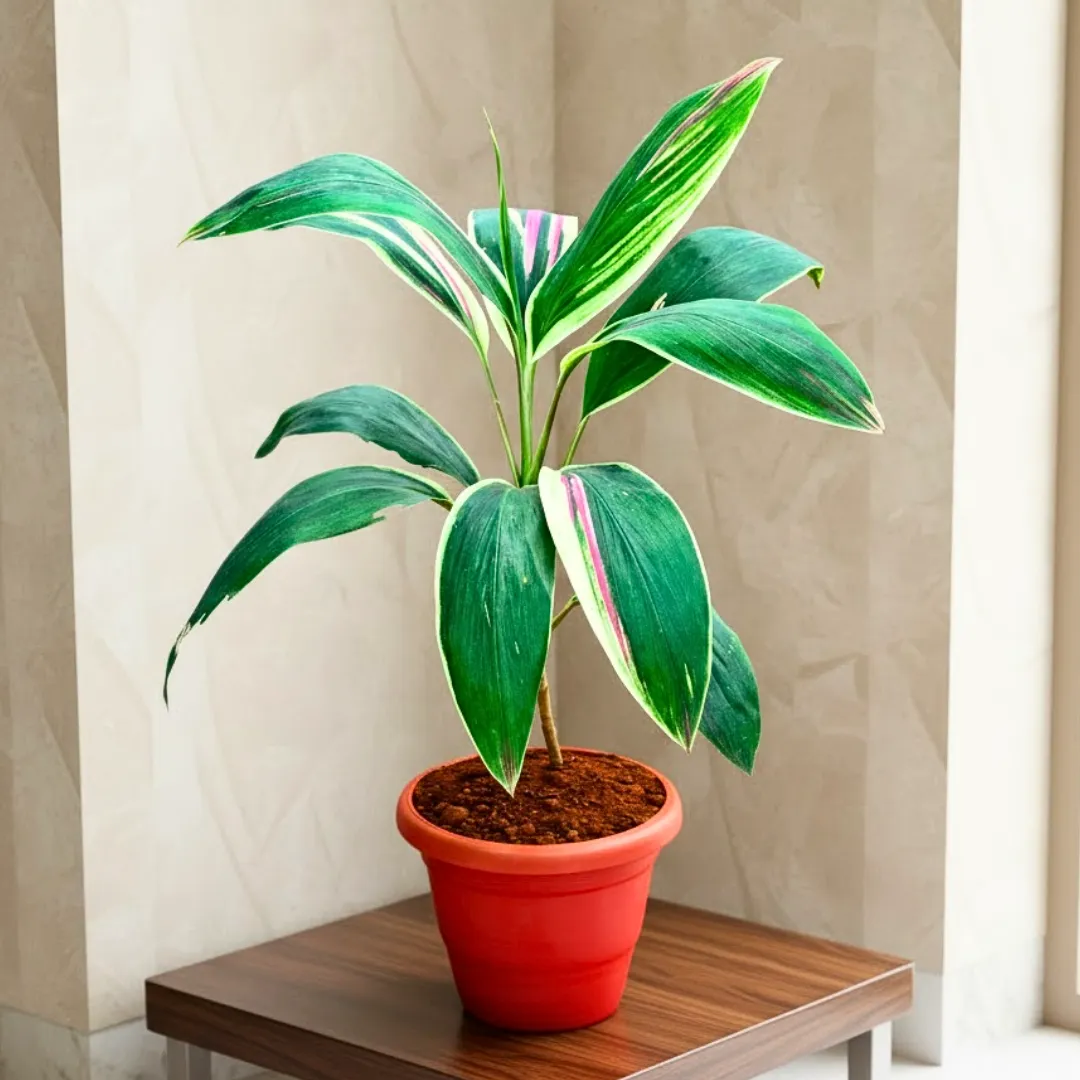 Dracaena Cordyline Green in 7 Inch Classy Red Plastic Pot