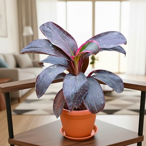 Dracaena Kedarnath in 7 Inch Classy Red Plastic Pot with Tray